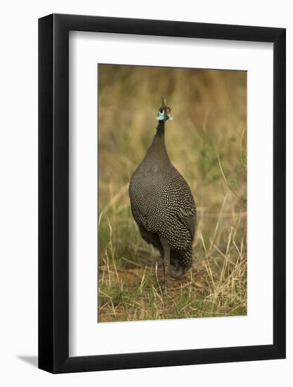 Helmeted Guineafowl-Joe McDonald-Framed Photographic Print