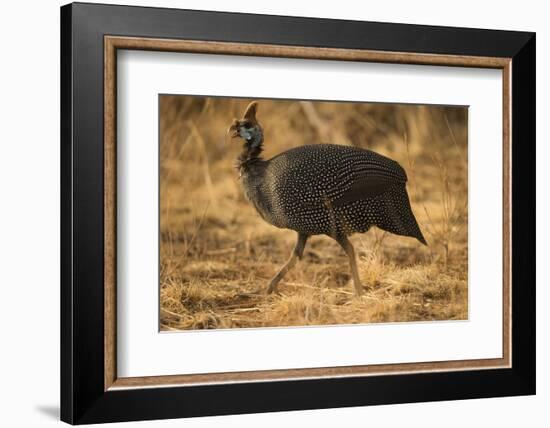 Helmeted Guineafowl-Joe McDonald-Framed Photographic Print