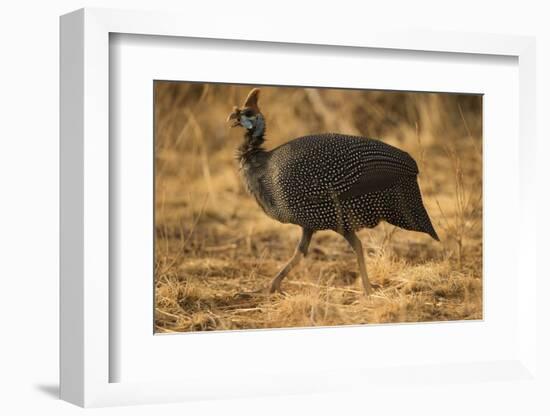 Helmeted Guineafowl-Joe McDonald-Framed Photographic Print