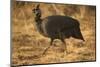 Helmeted Guineafowl-Joe McDonald-Mounted Photographic Print