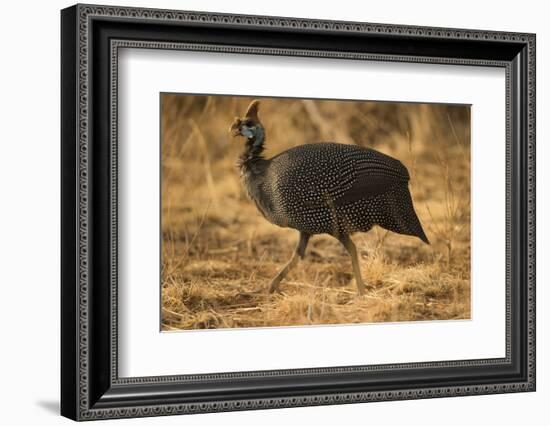 Helmeted Guineafowl-Joe McDonald-Framed Photographic Print