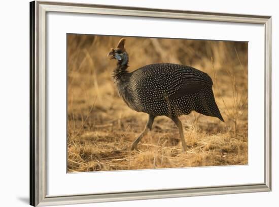 Helmeted Guineafowl-Joe McDonald-Framed Photographic Print