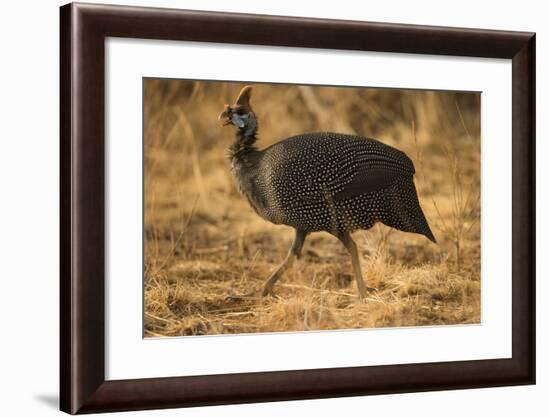 Helmeted Guineafowl-Joe McDonald-Framed Photographic Print