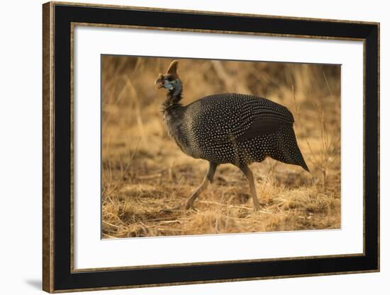 Helmeted Guineafowl-Joe McDonald-Framed Photographic Print