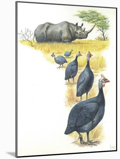 Helmeted Guineafowls Numida Meleagris in Savannah-null-Mounted Giclee Print