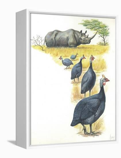 Helmeted Guineafowls Numida Meleagris in Savannah-null-Framed Premier Image Canvas