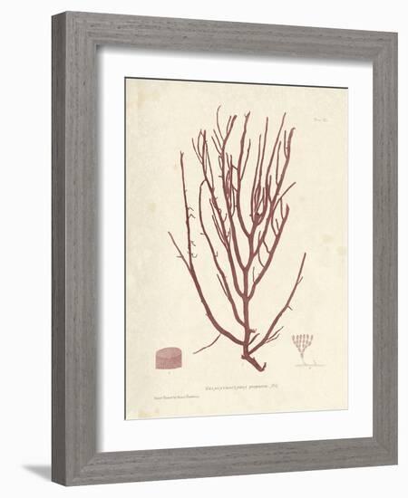 Helminthocladia purpurea-Henry Bradbury-Framed Giclee Print