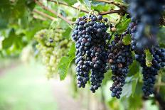 Red Wine Grapes on A Vine Vines on Lake Garda-Helmut1979-Framed Photographic Print