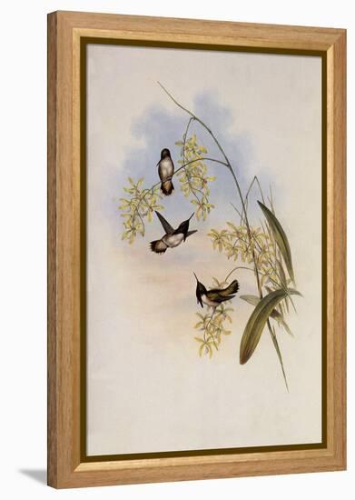 Heloisa's Flame-Bearer, Selasphorus Helois?-John Gould-Framed Premier Image Canvas