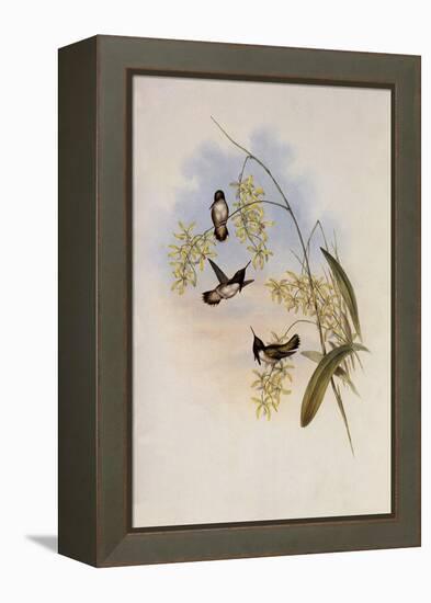 Heloisa's Flame-Bearer, Selasphorus Helois?-John Gould-Framed Premier Image Canvas