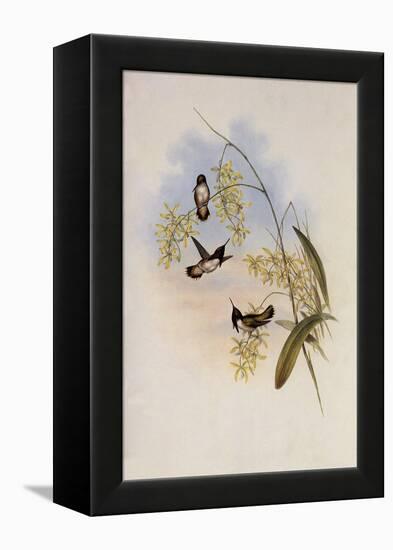 Heloisa's Flame-Bearer, Selasphorus Helois?-John Gould-Framed Premier Image Canvas