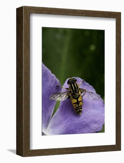 Helophilus Pendulus (Hoverfly, Sun Fly) - Cleaning Itself-Paul Starosta-Framed Photographic Print