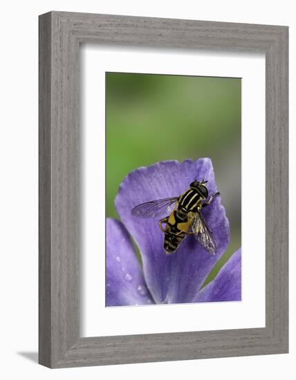 Helophilus Pendulus (Hoverfly, Sun Fly) - Cleaning Itself-Paul Starosta-Framed Photographic Print