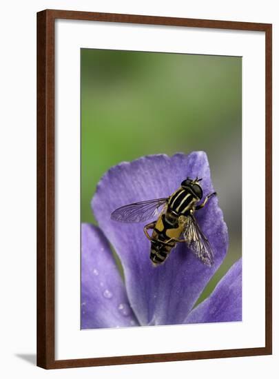 Helophilus Pendulus (Hoverfly, Sun Fly) - Cleaning Itself-Paul Starosta-Framed Photographic Print