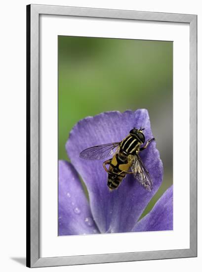 Helophilus Pendulus (Hoverfly, Sun Fly) - Cleaning Itself-Paul Starosta-Framed Photographic Print