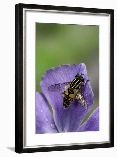 Helophilus Pendulus (Hoverfly, Sun Fly) - Cleaning Itself-Paul Starosta-Framed Photographic Print