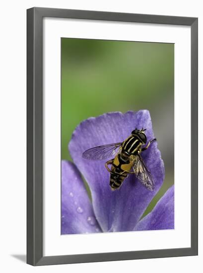 Helophilus Pendulus (Hoverfly, Sun Fly) - Cleaning Itself-Paul Starosta-Framed Photographic Print