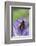 Helophilus Pendulus (Hoverfly, Sun Fly)-Paul Starosta-Framed Photographic Print
