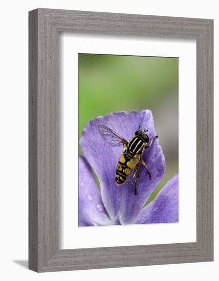 Helophilus Pendulus (Hoverfly, Sun Fly)-Paul Starosta-Framed Photographic Print