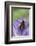 Helophilus Pendulus (Hoverfly, Sun Fly)-Paul Starosta-Framed Photographic Print