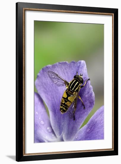 Helophilus Pendulus (Hoverfly, Sun Fly)-Paul Starosta-Framed Photographic Print