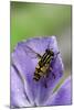 Helophilus Pendulus (Hoverfly, Sun Fly)-Paul Starosta-Mounted Photographic Print