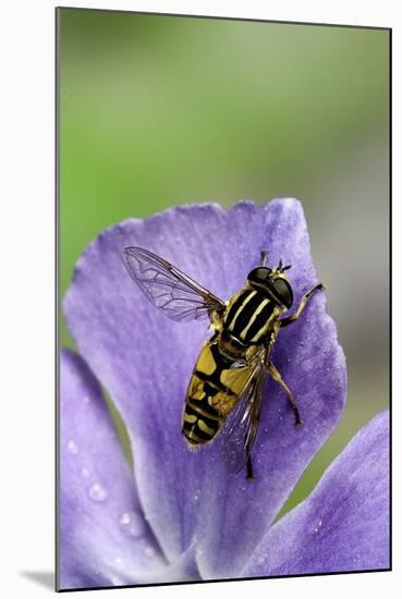 Helophilus Pendulus (Hoverfly, Sun Fly)-Paul Starosta-Mounted Photographic Print