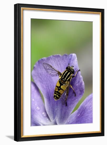 Helophilus Pendulus (Hoverfly, Sun Fly)-Paul Starosta-Framed Photographic Print