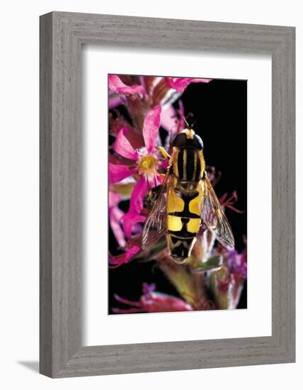 Helophilus Pendulus (Hoverfly, Sun Fly)-Paul Starosta-Framed Photographic Print