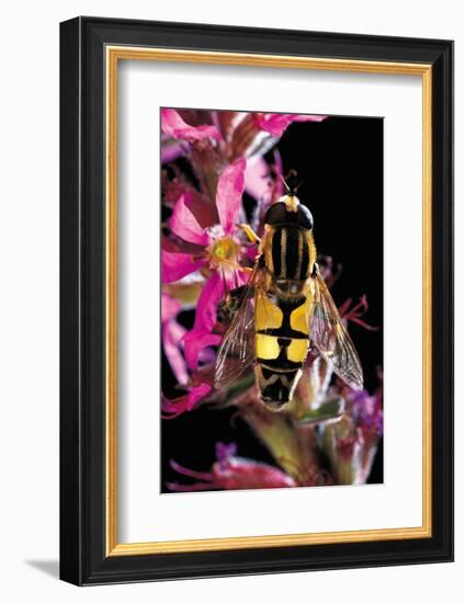 Helophilus Pendulus (Hoverfly, Sun Fly)-Paul Starosta-Framed Photographic Print