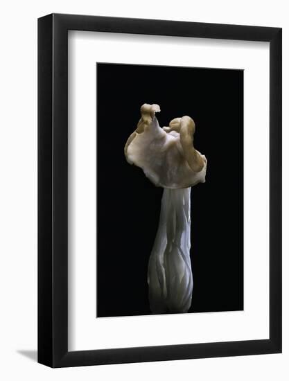 Helvella Crispa (White Saddle, Elfin Saddle, Common Helvel)-Paul Starosta-Framed Photographic Print