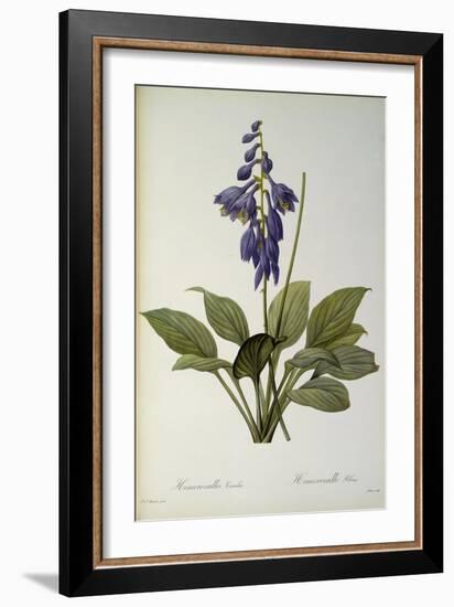 Hemerocallis Caerulea, from `Les Liliacees', 1806-Pierre-Joseph Redouté-Framed Giclee Print