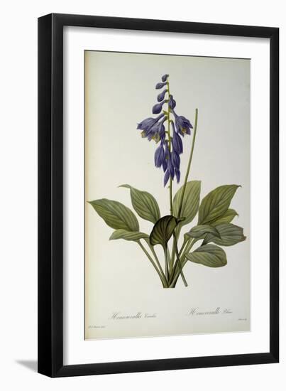 Hemerocallis Caerulea, from `Les Liliacees', 1806-Pierre-Joseph Redouté-Framed Giclee Print