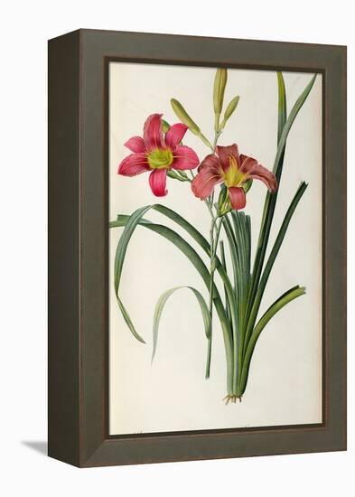 Hemerocallis Fulva, from Les Liliacees-Pierre-Joseph Redouté-Framed Premier Image Canvas