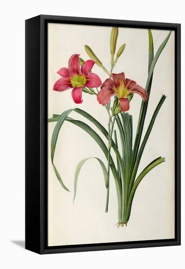 Hemerocallis Fulva, from Les Liliacees-Pierre-Joseph Redouté-Framed Premier Image Canvas