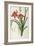 Hemerocallis Fulva, from Les Liliacees-Pierre-Joseph Redouté-Framed Giclee Print