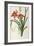 Hemerocallis Fulva, from Les Liliacees-Pierre-Joseph Redouté-Framed Giclee Print