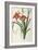 Hemerocallis Fulva, from Les Liliacees-Pierre-Joseph Redouté-Framed Giclee Print