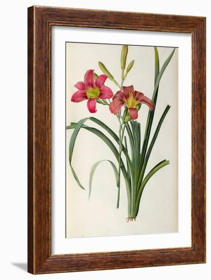 Hemerocallis Fulva, from Les Liliacees-Pierre-Joseph Redouté-Framed Giclee Print