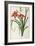 Hemerocallis Fulva, from Les Liliacees-Pierre-Joseph Redouté-Framed Giclee Print