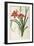 Hemerocallis Fulva, from Les Liliacees-Pierre-Joseph Redouté-Framed Giclee Print