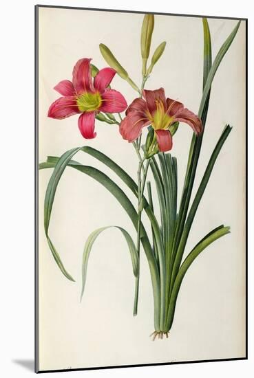 Hemerocallis Fulva, from Les Liliacees-Pierre-Joseph Redouté-Mounted Giclee Print