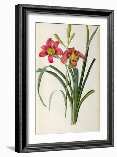 Hemerocallis Fulva, from Les Liliacees-Pierre-Joseph Redouté-Framed Giclee Print