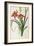 Hemerocallis Fulva, from Les Liliacees-Pierre-Joseph Redouté-Framed Giclee Print