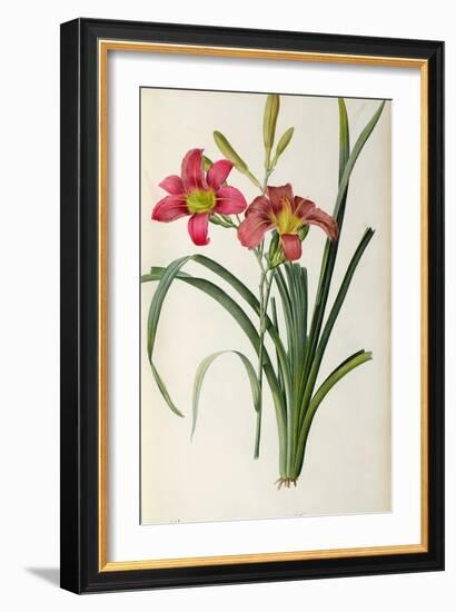 Hemerocallis Fulva, from Les Liliacees-Pierre-Joseph Redouté-Framed Giclee Print