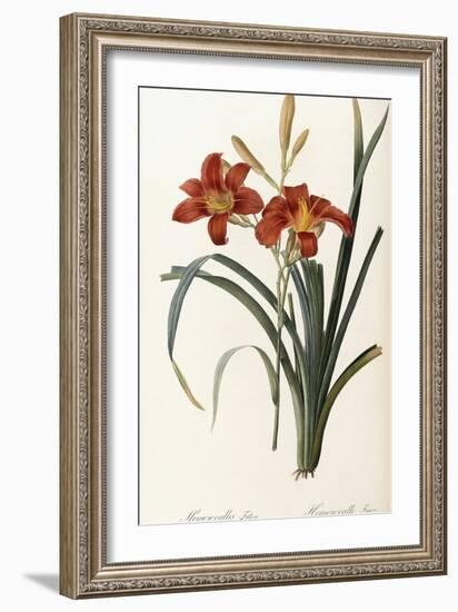 Hemerocallis Fulva - Hemerocalle Fauve-Pierre-Joseph Redouté-Framed Giclee Print