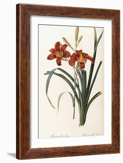 Hemerocallis Fulva - Hemerocalle Fauve-Pierre-Joseph Redouté-Framed Giclee Print