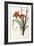 Hemerocallis Fulva - Hemerocalle Fauve-Pierre-Joseph Redouté-Framed Giclee Print