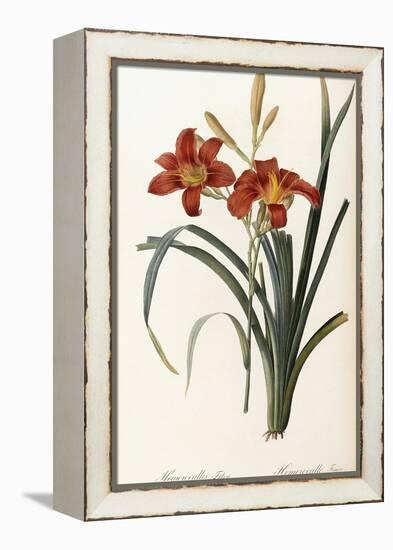 Hemerocallis Fulva - Hemerocalle Fauve-Pierre-Joseph Redouté-Framed Premier Image Canvas