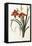 Hemerocallis Fulva - Hemerocalle Fauve-Pierre-Joseph Redouté-Framed Premier Image Canvas